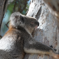 Australie