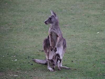 australie