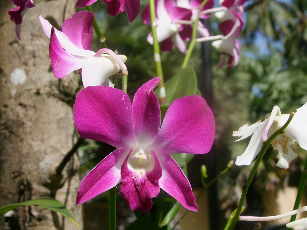 Bloementuin 