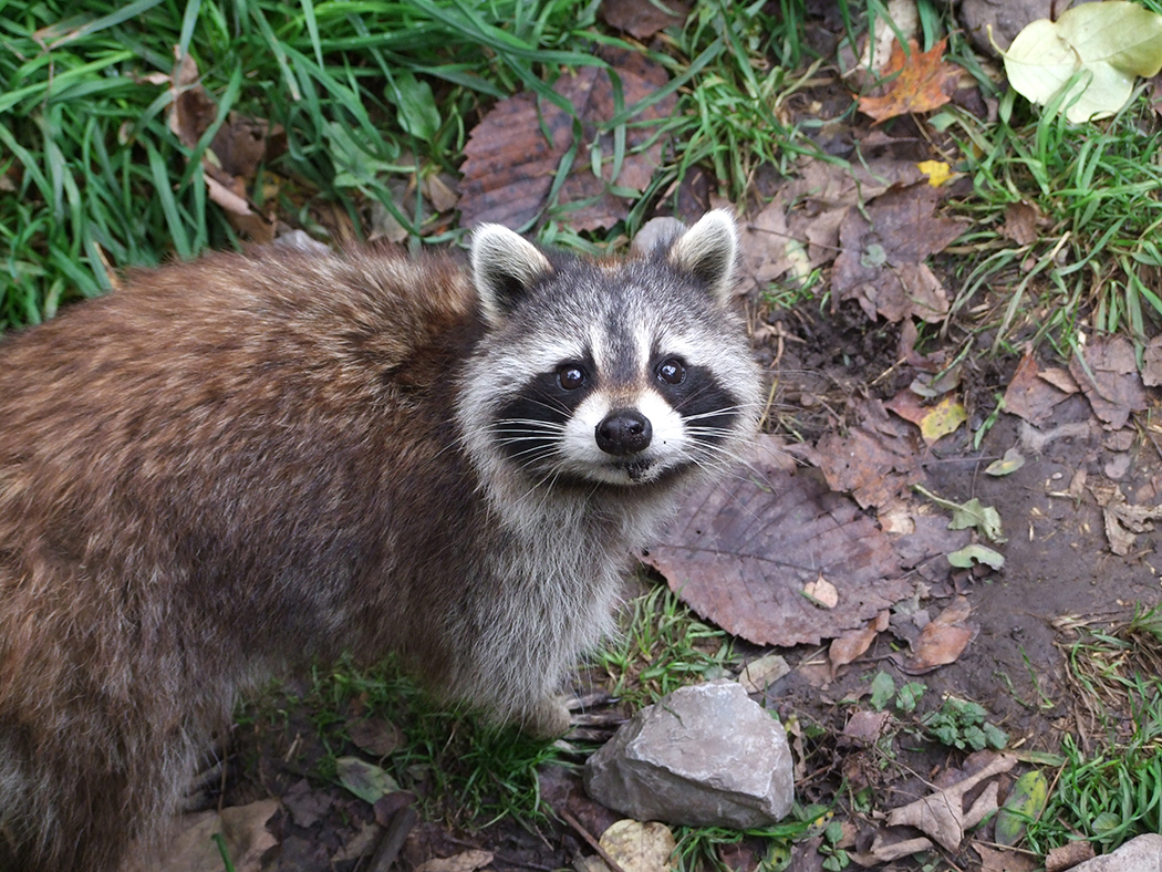 De dieren in Canada