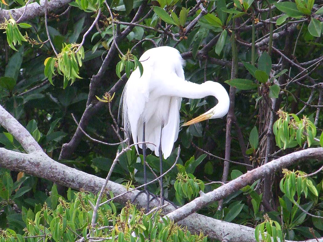 Wildlive op binnenmeer