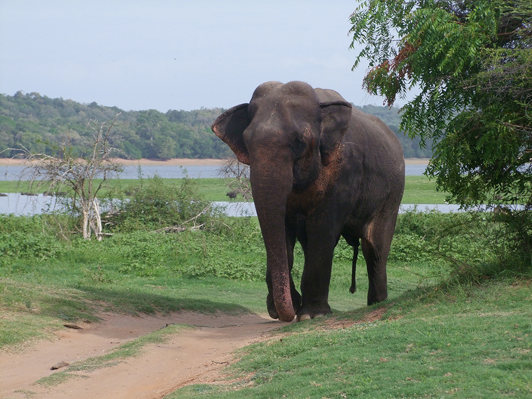 Olifant in natuurpark