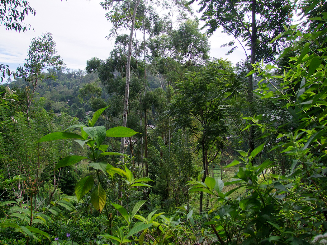 Jungle