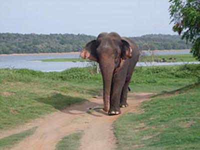 Wild-Life, Sri-Lanka