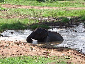 Udawalawe